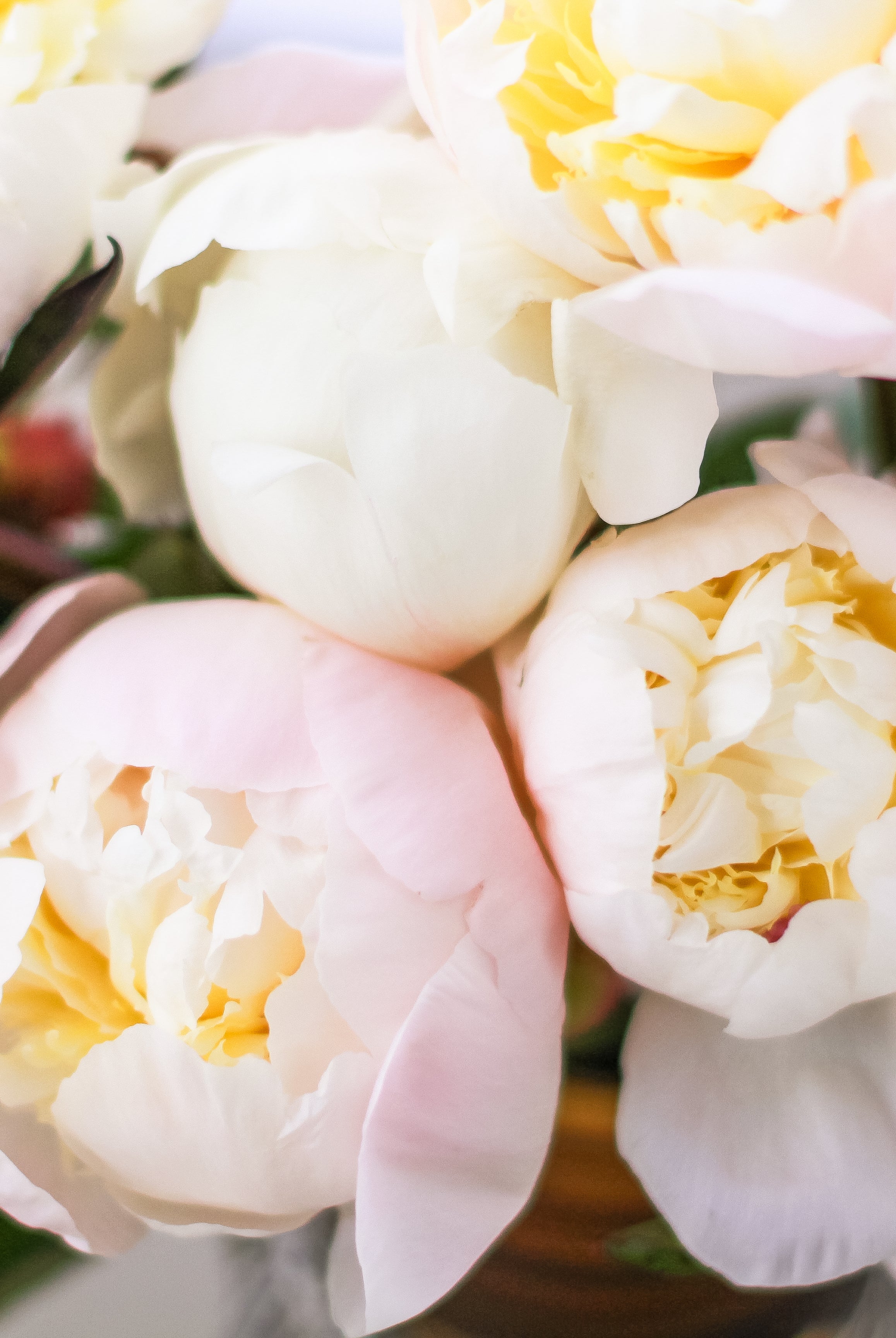 Just Amalia Olson - 25 Stems-Flower Box-Alaska Beauty Peony Coop-Alaska Beauty Peony Coop