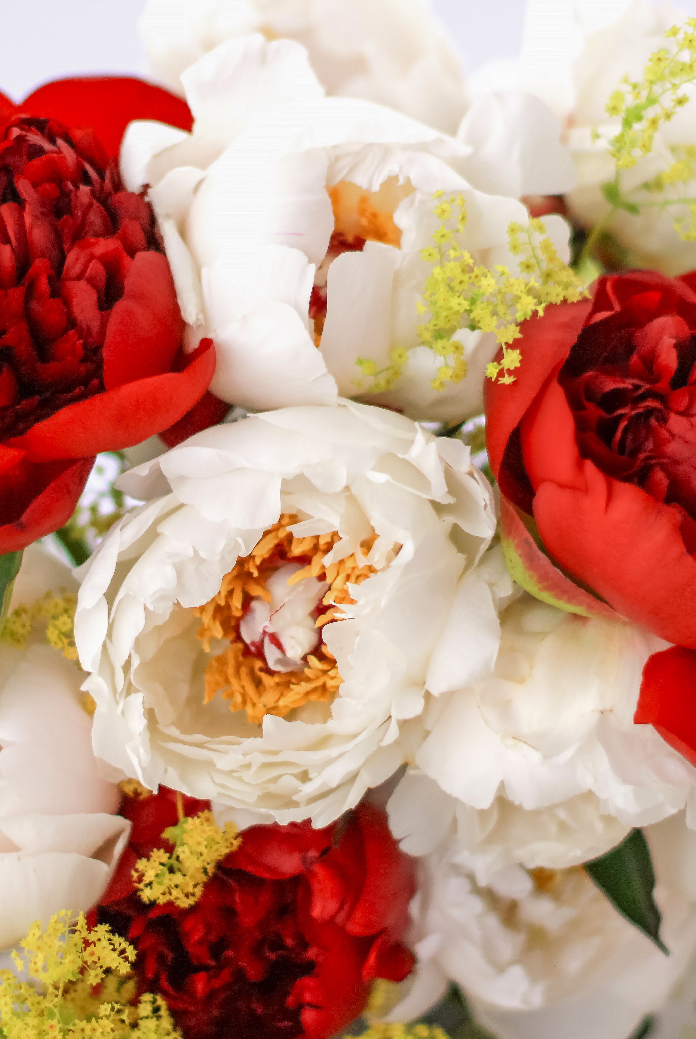 Summer Dream - 13 Stems-Flower Box-Alaska Beauty Peony Coop-Alaska Beauty Peony Coop