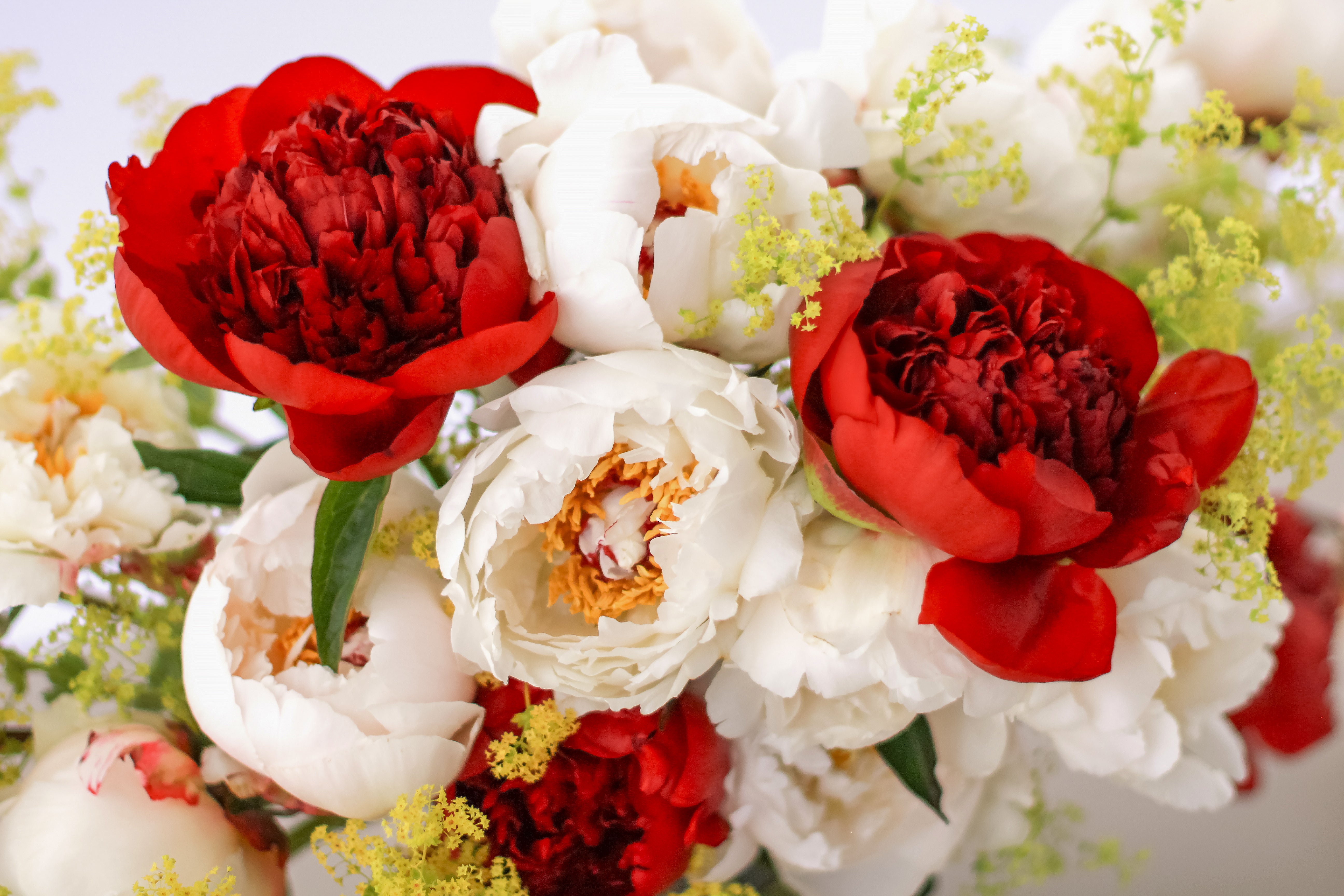 Summer Dream - 13 Stems-Flower Box-Alaska Beauty Peony Coop-Alaska Beauty Peony Coop