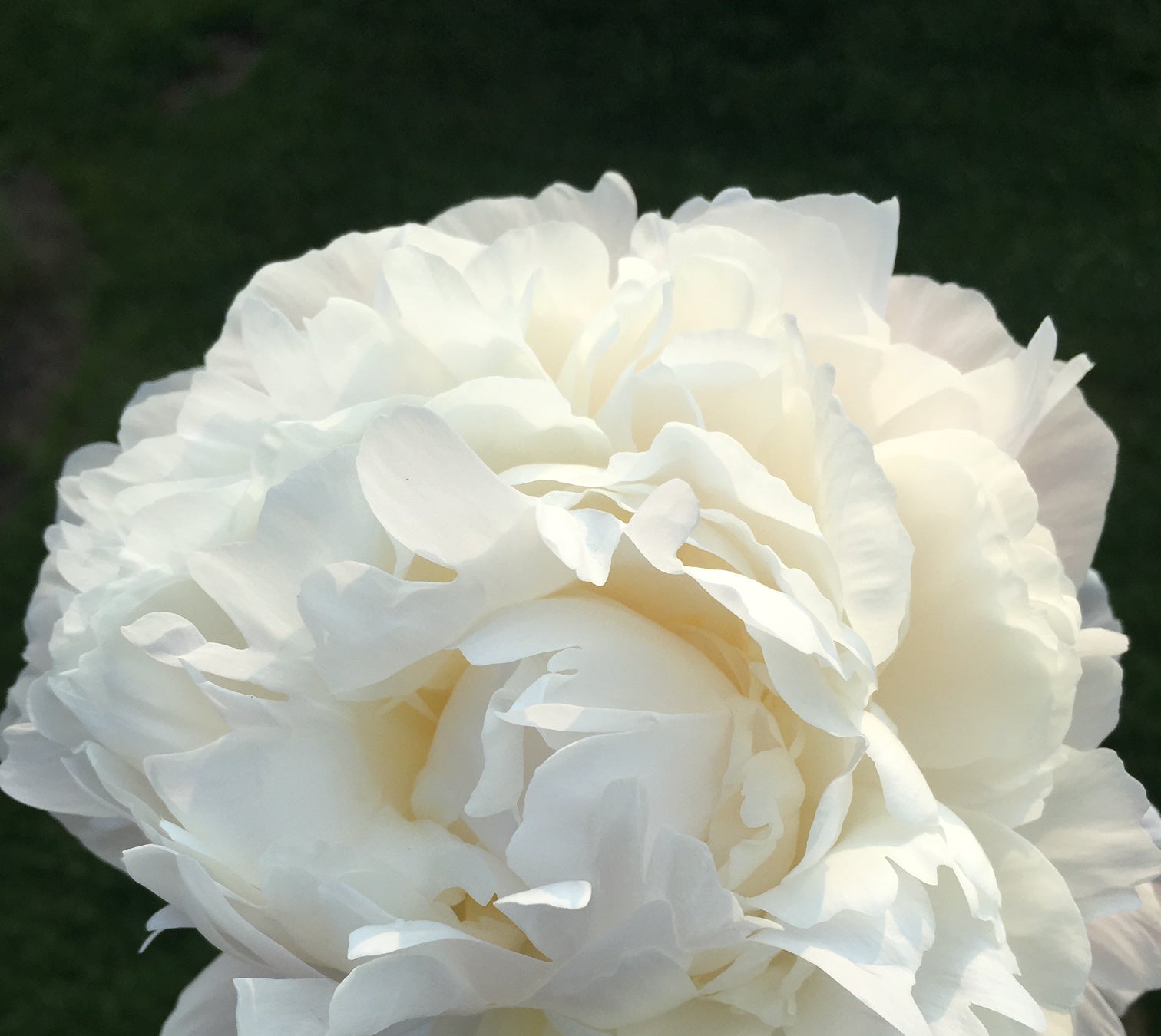 Just Amalia Olson - 25 Stems-Flower Box-Alaska Beauty Peony Coop-Alaska Beauty Peony Coop