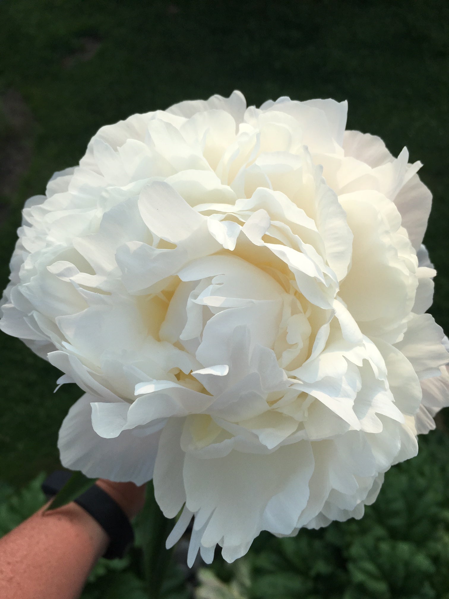 Just Amalia Olson - 25 Stems-Flower Box-Alaska Beauty Peony Coop-Alaska Beauty Peony Coop