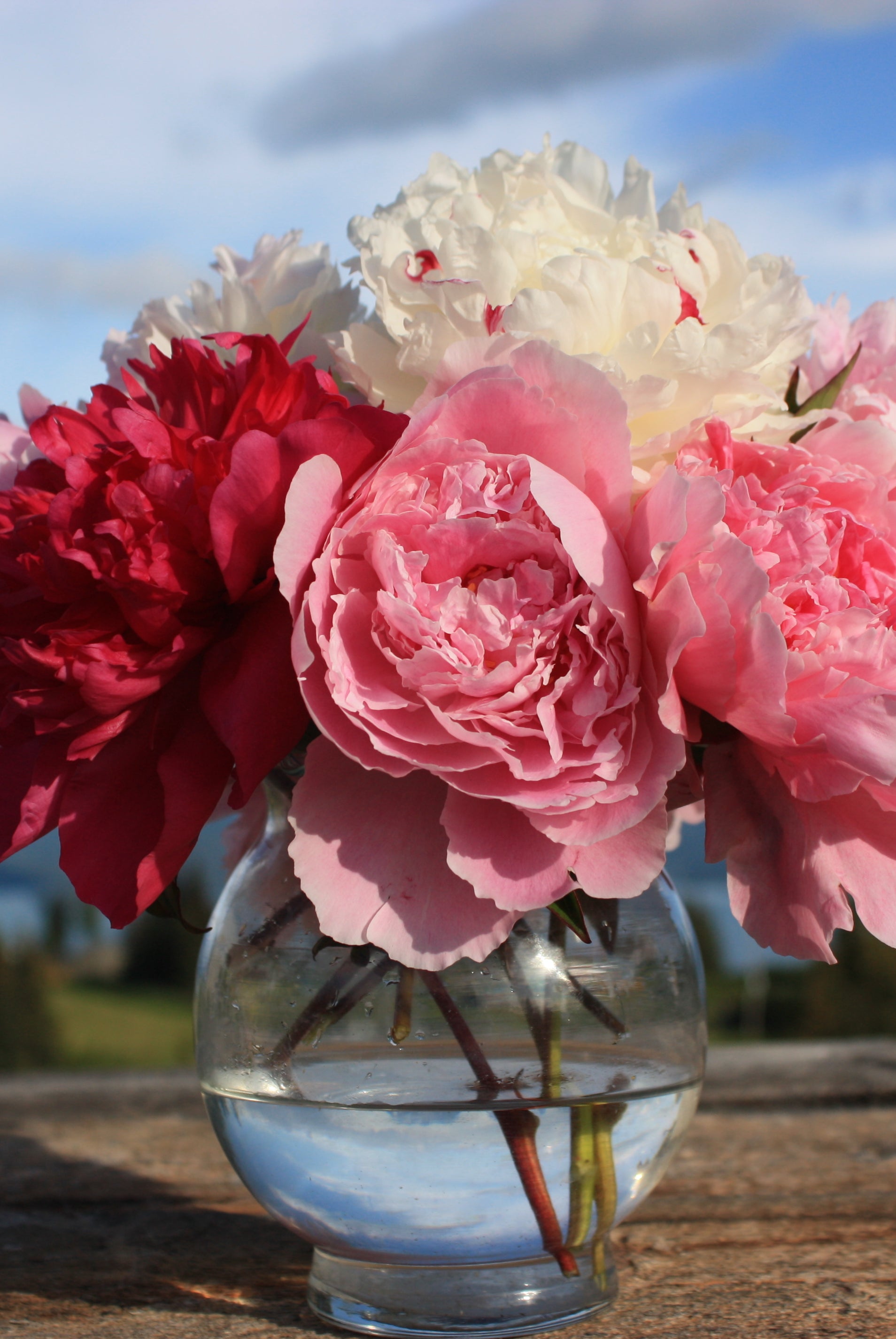 Alaska Mix - 13 Stems-Flower Box-Alaska Beauty Peony Coop-Alaska Beauty Peony Coop