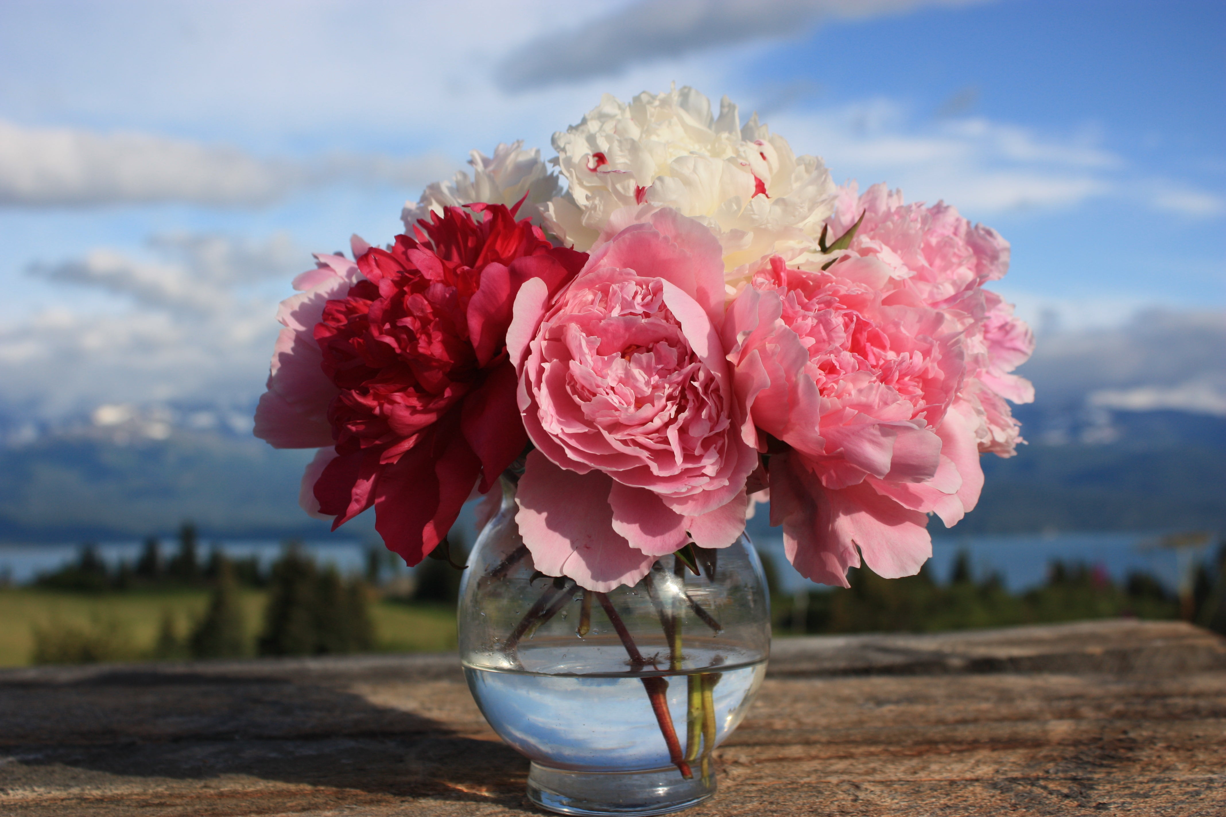 Alaska Mix - 13 Stems-Flower Box-Alaska Beauty Peony Coop-Alaska Beauty Peony Coop