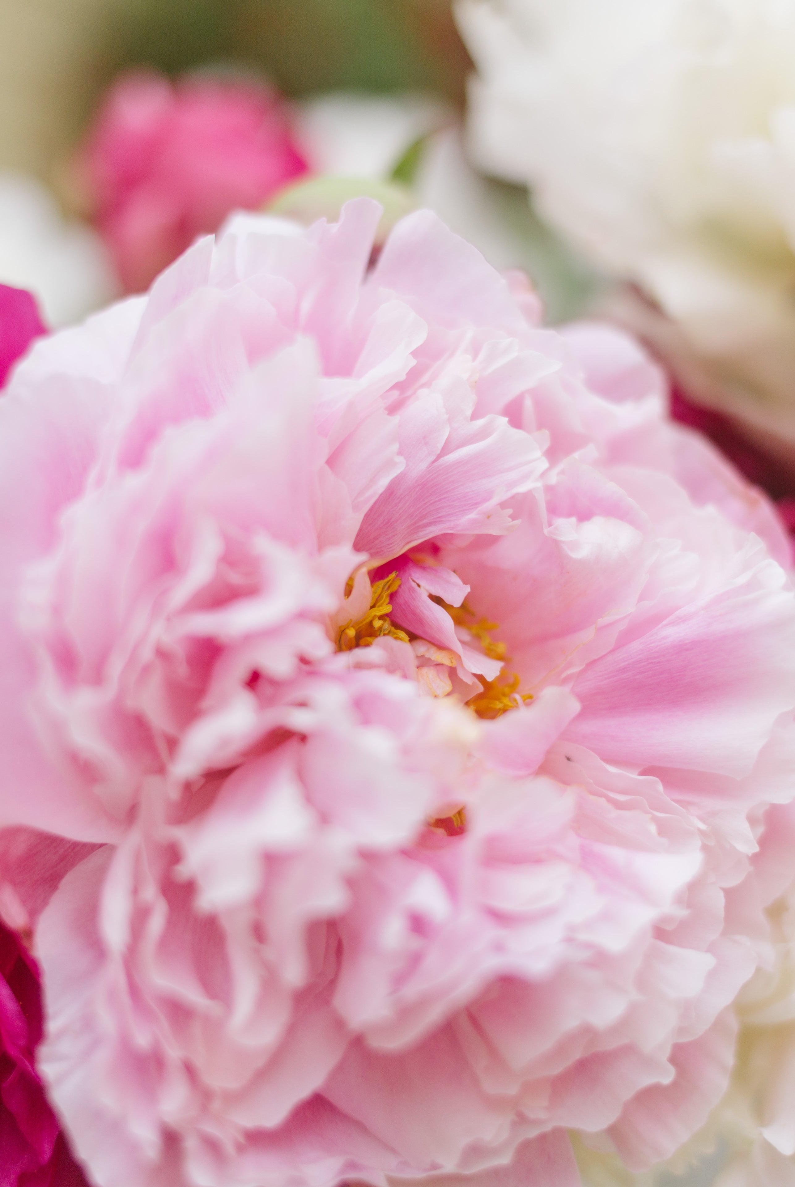 Buckets of Joy! | Homer Pick-up Only-Flowers-Alaska Beauty Peony Coop-13-Firm Buds (will open slowly)-Yes-Alaska Beauty Peony Coop
