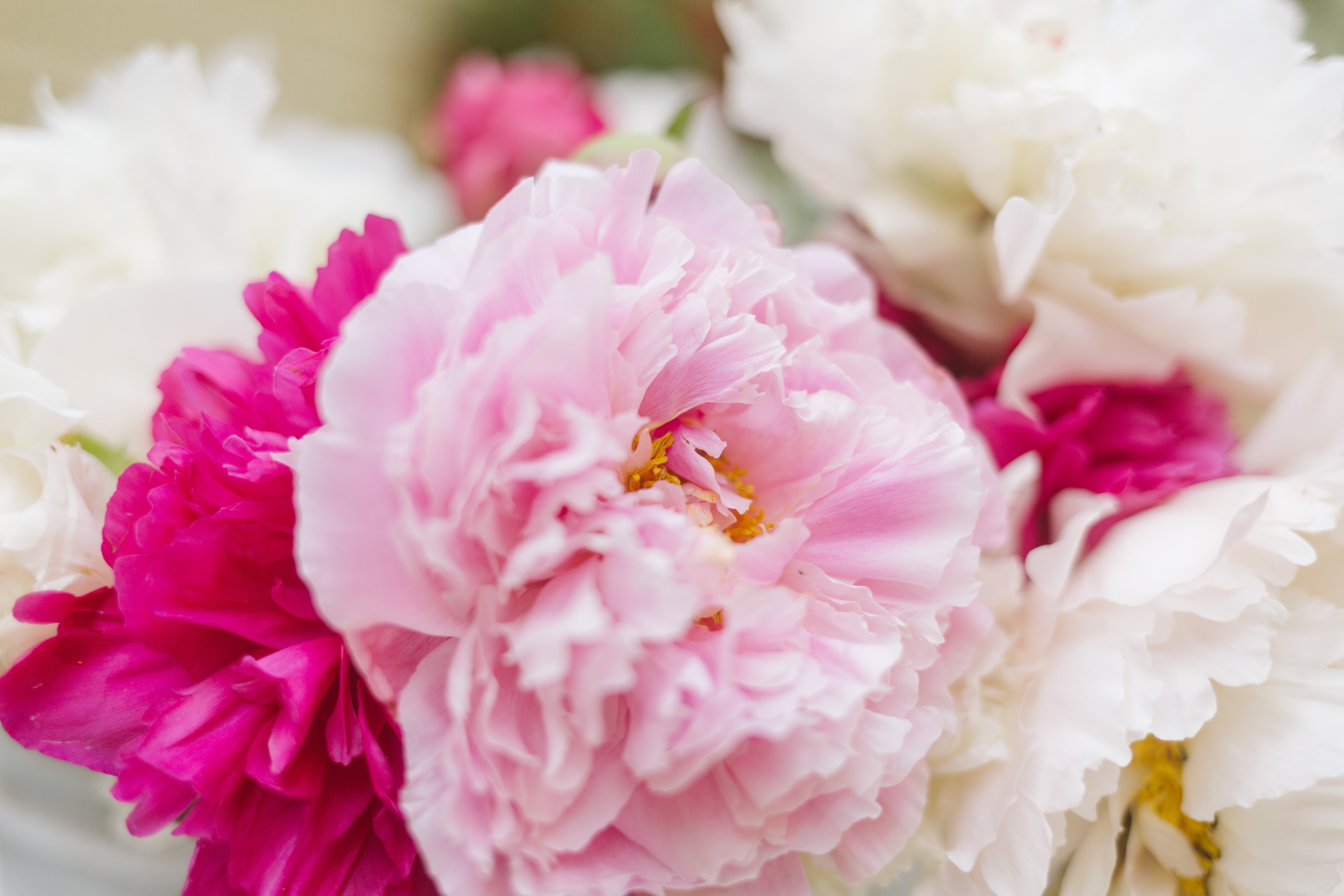 Buckets of Joy! | Homer Pick-up Only-Flowers-Alaska Beauty Peony Coop-13-Firm Buds (will open slowly)-Yes-Alaska Beauty Peony Coop
