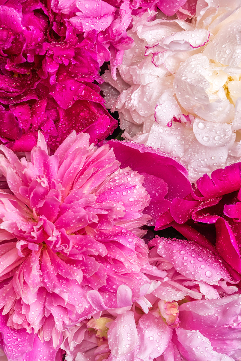 Alaska Mix - 13 Stems-Flower Box-Alaska Beauty Peony Coop-Alaska Beauty Peony Coop