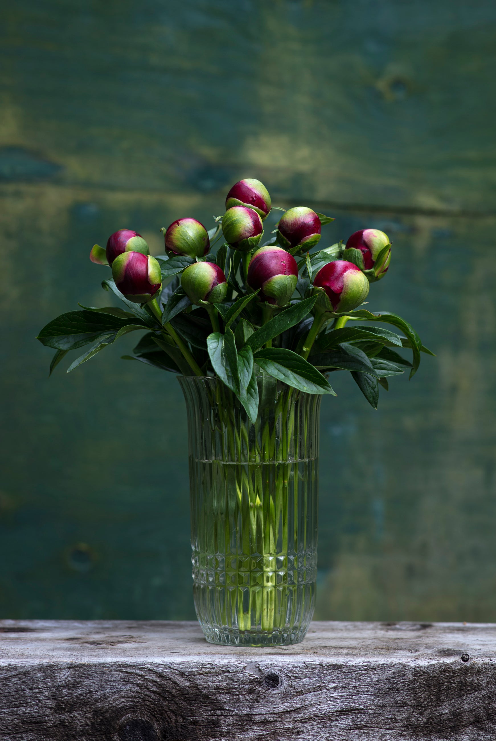 Red Peony Box - 50 Stems-Flower Box-Alaska Beauty Peony Coop-Alaska Beauty Peony Coop
