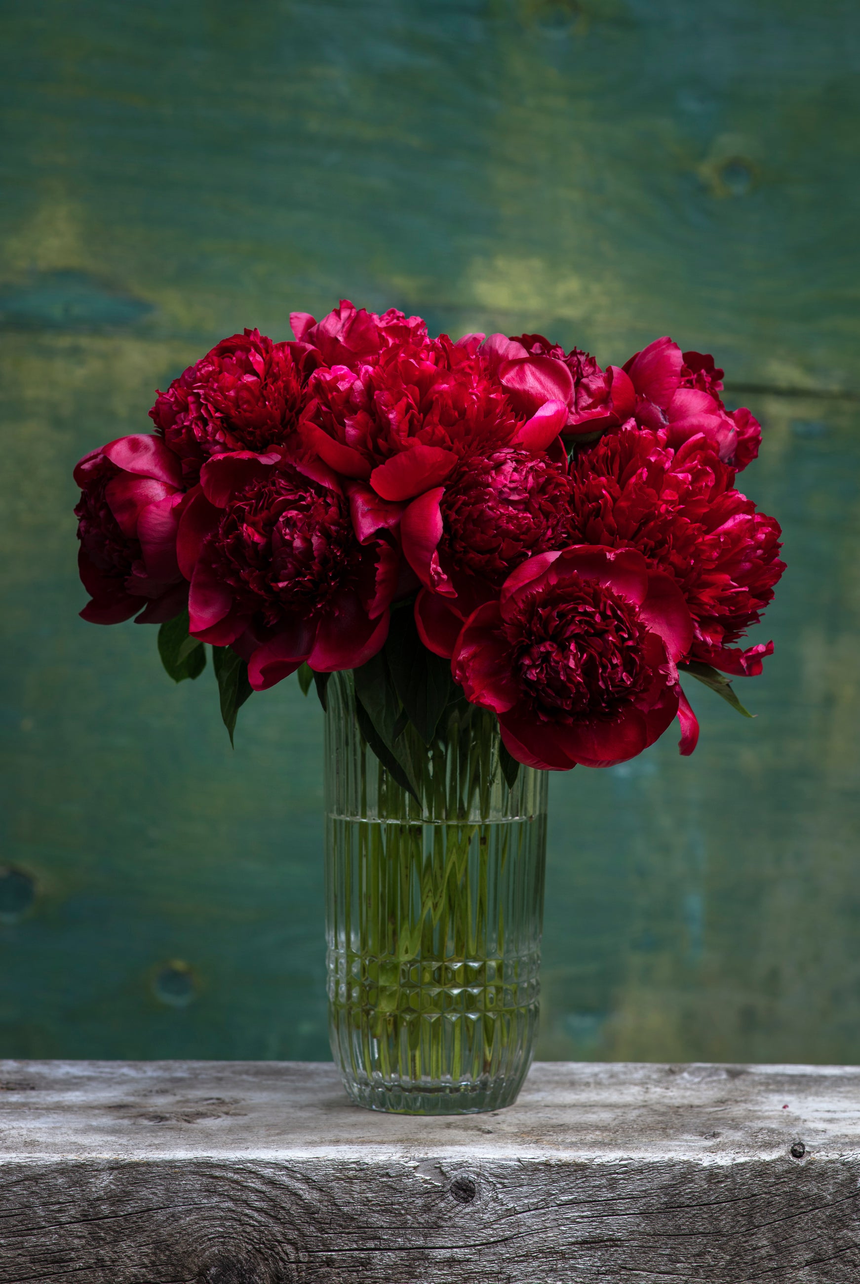 Red Peony Box - 50 Stems-Flower Box-Alaska Beauty Peony Coop-Alaska Beauty Peony Coop