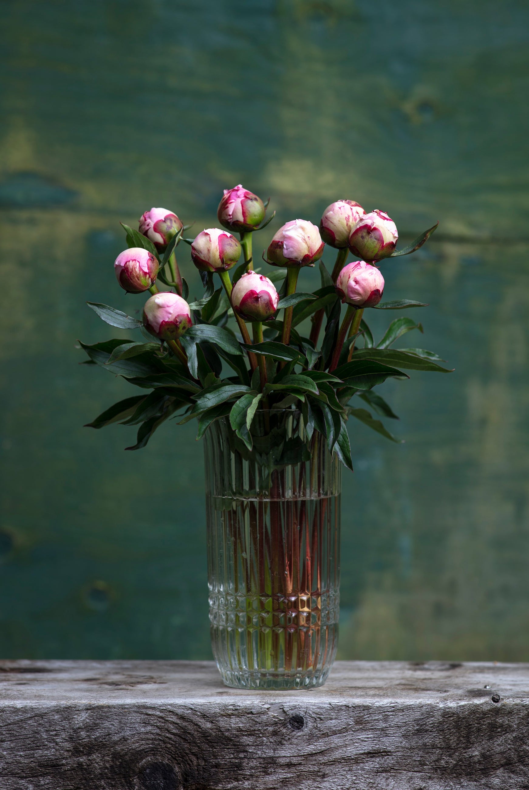 Pink Peony Box - 50 Stems-Flower Box-Alaska Beauty Peony Coop-Alaska Beauty Peony Coop
