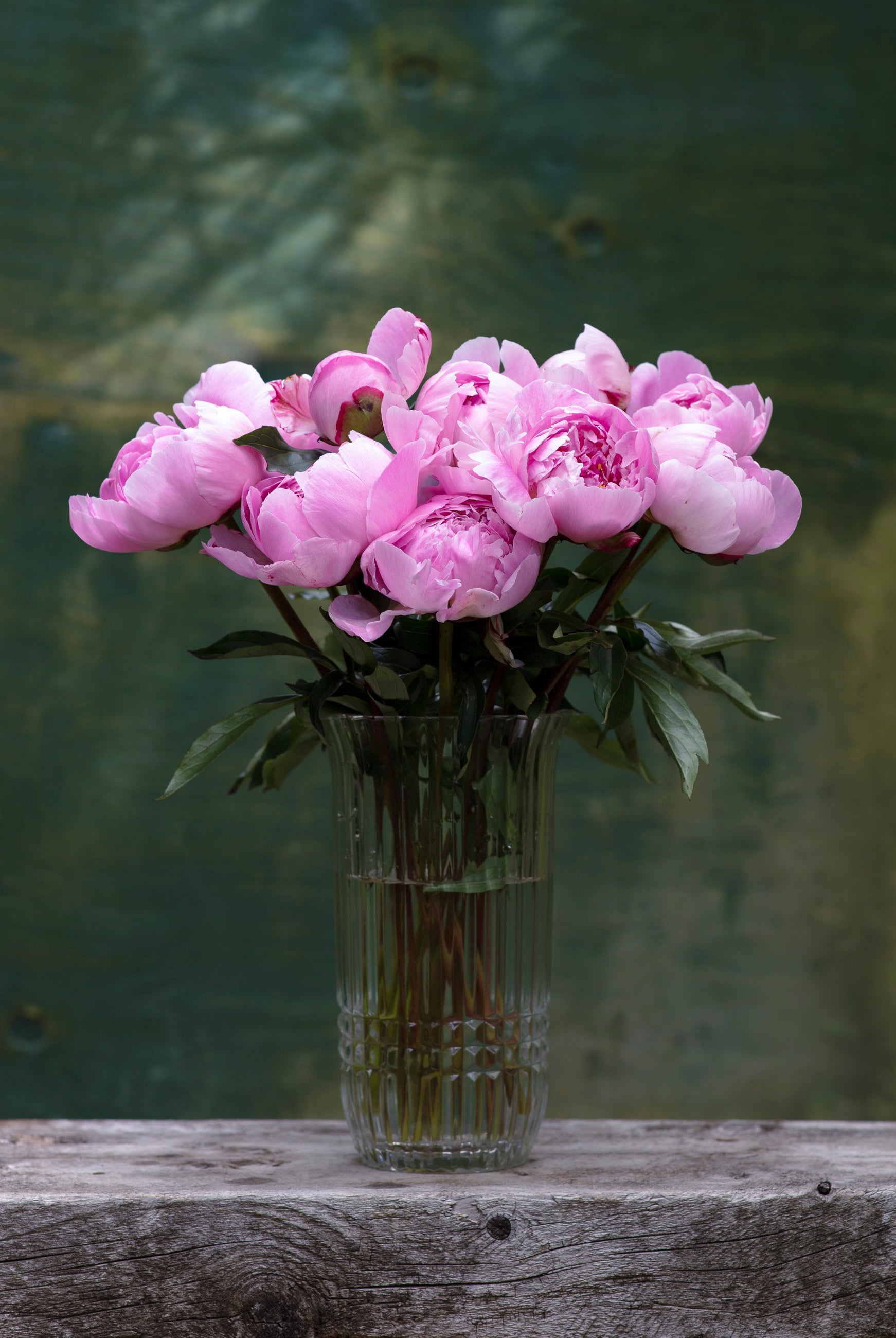 Pink Peony Box - 50 Stems-Flower Box-Alaska Beauty Peony Coop-Alaska Beauty Peony Coop