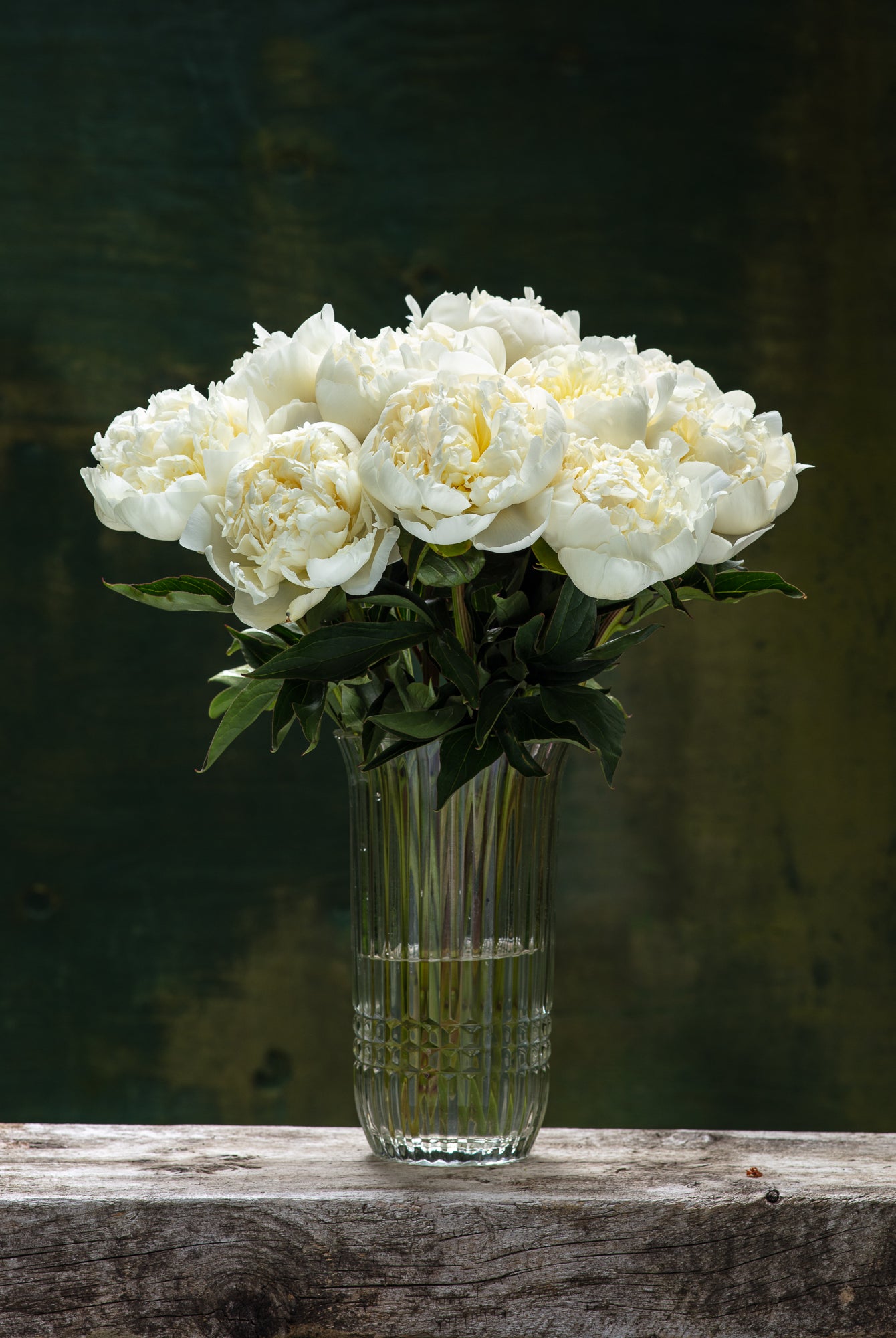 White Peony Box - 50 Stems-Flower Box-Alaska Beauty Peony Coop-Alaska Beauty Peony Coop