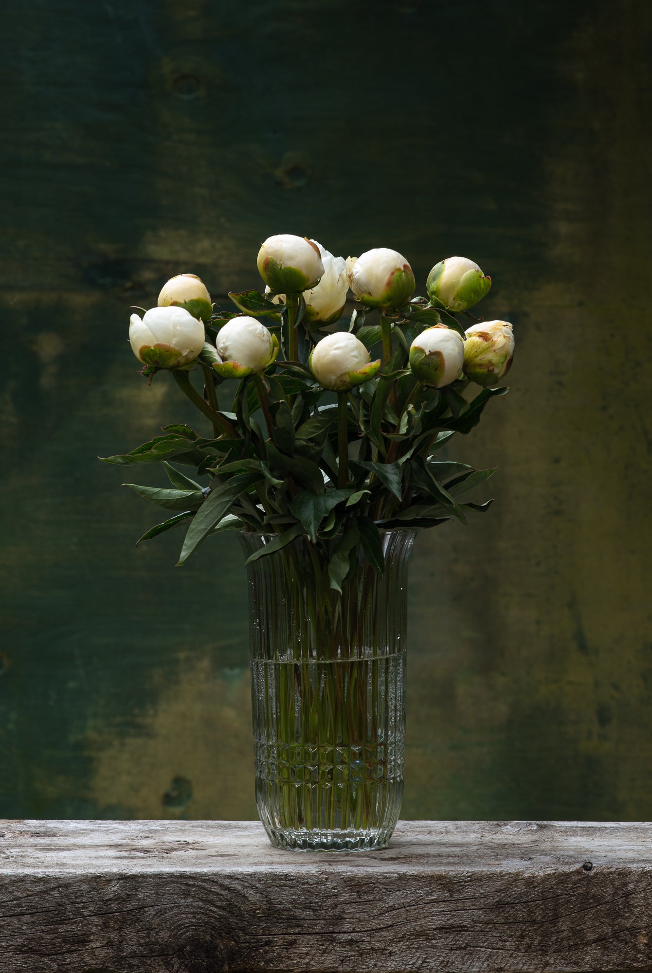 White Peony Box - 50 Stems-Flower Box-Alaska Beauty Peony Coop-Alaska Beauty Peony Coop