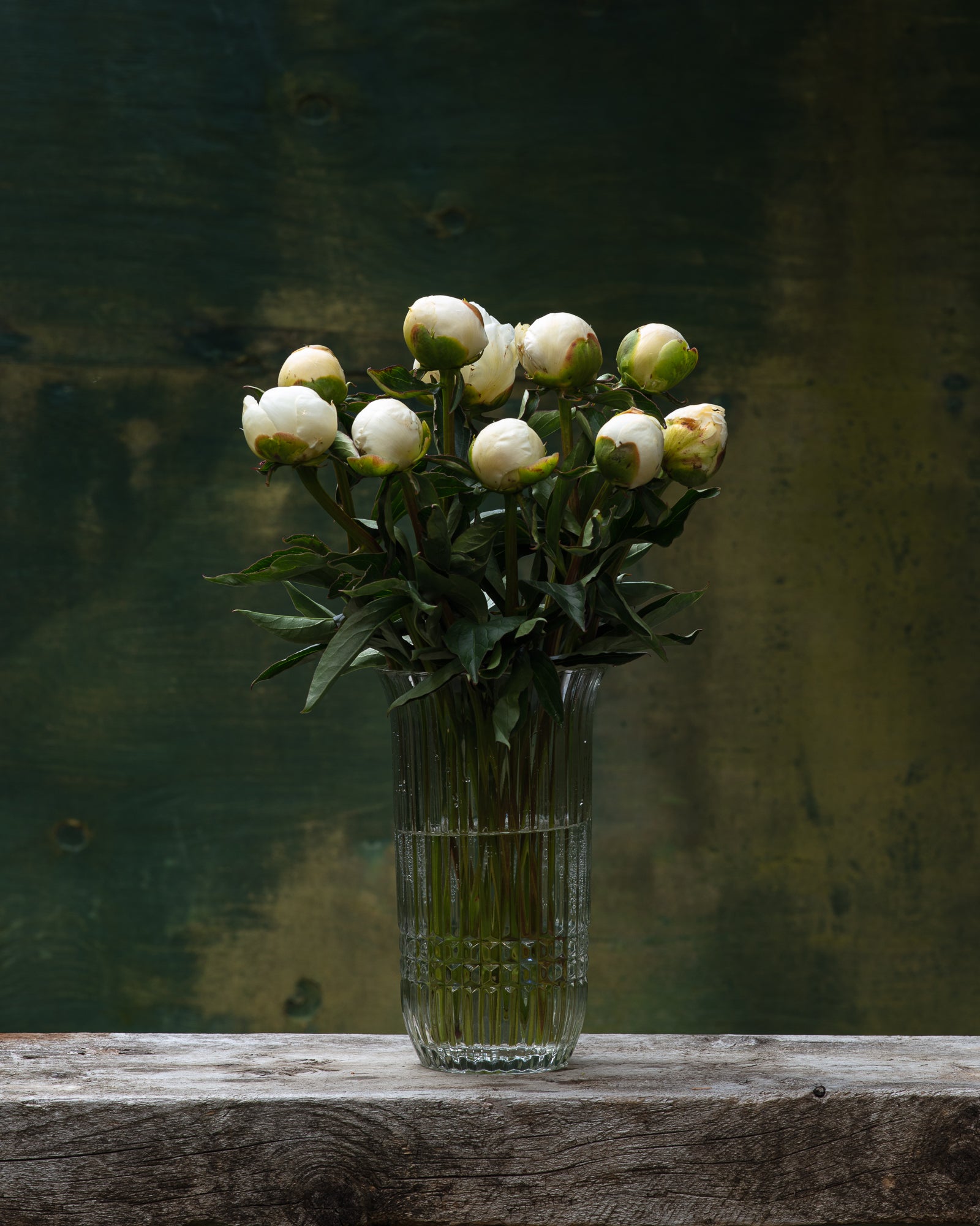 White Peony Box - 50 Stems-Flower Box-Alaska Beauty Peony Coop-Alaska Beauty Peony Coop