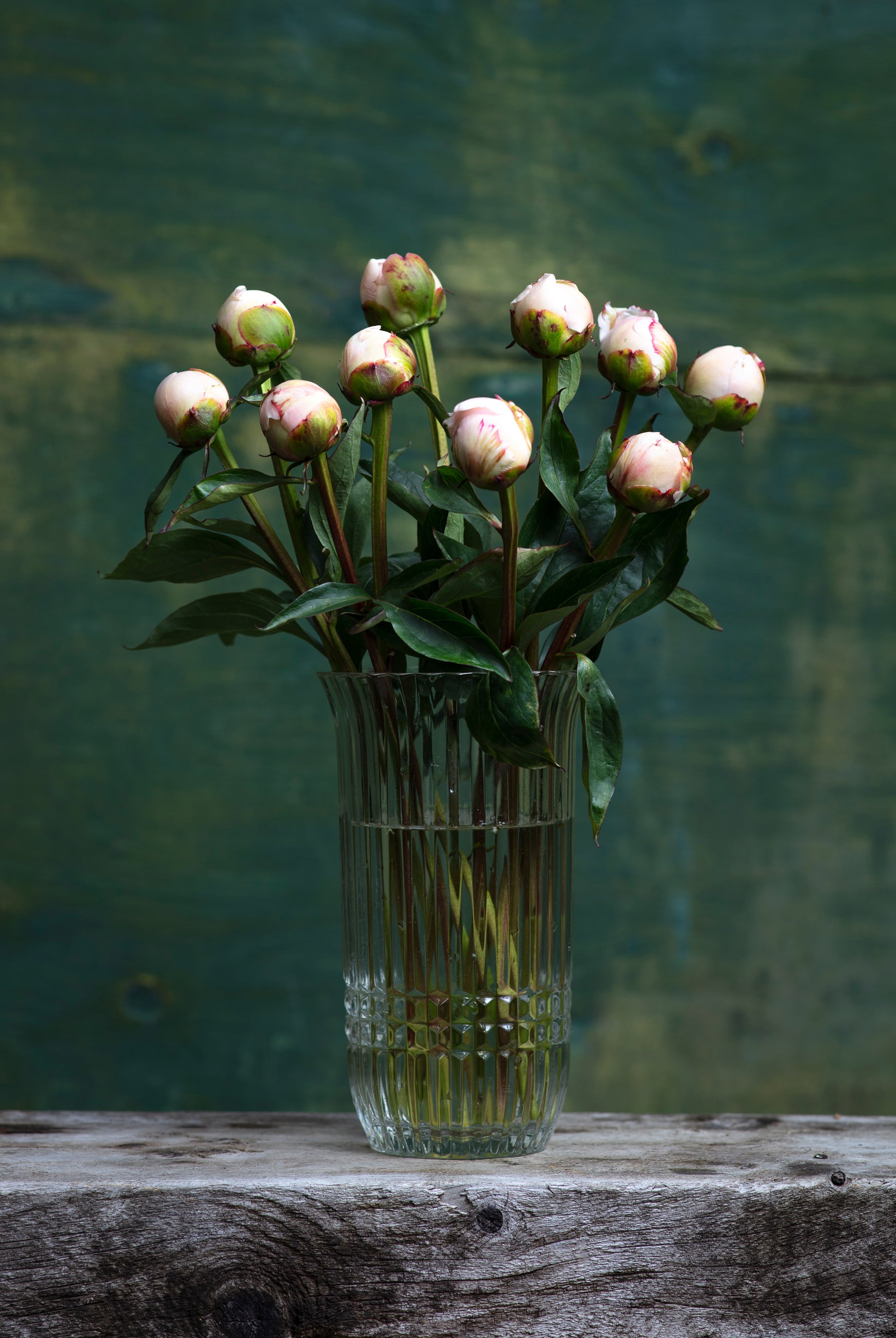 Blush Peony Box - 50 Stems-Flower Box-Alaska Beauty Peony Coop-Alaska Beauty Peony Coop
