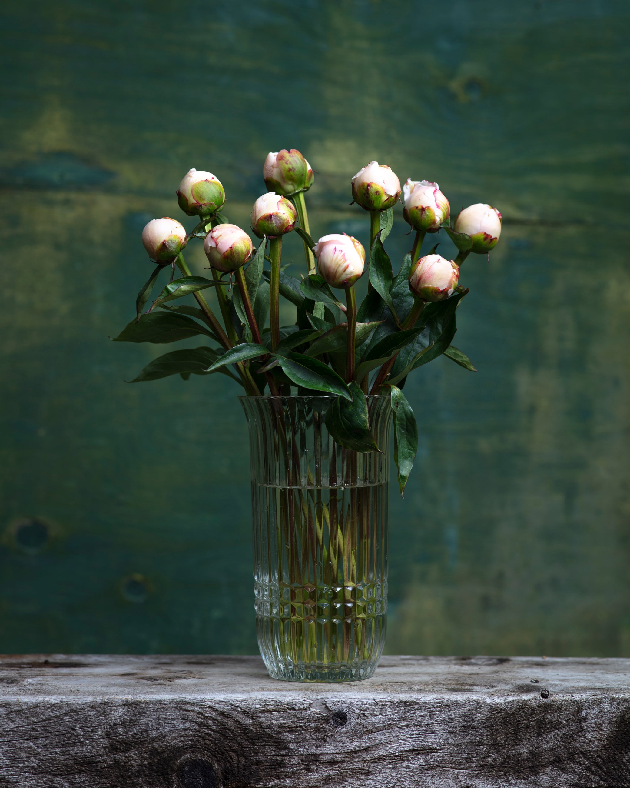 Blush Peony Box - 50 Stems-Flower Box-Alaska Beauty Peony Coop-Alaska Beauty Peony Coop