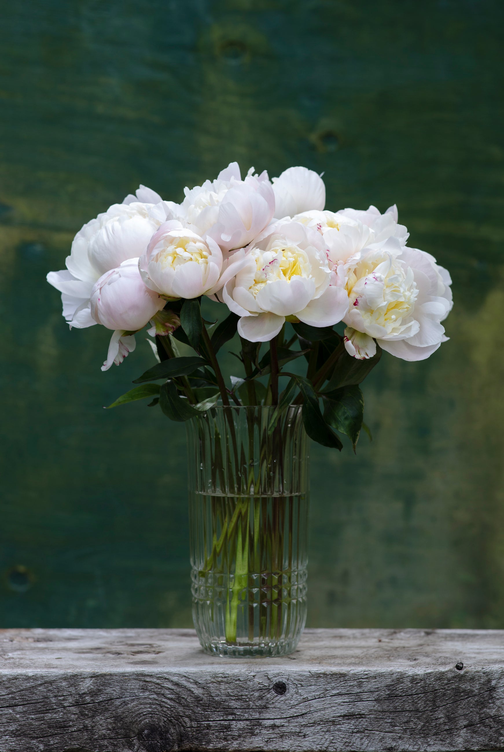 Blush Peony Box - 50 Stems-Flower Box-Alaska Beauty Peony Coop-Alaska Beauty Peony Coop
