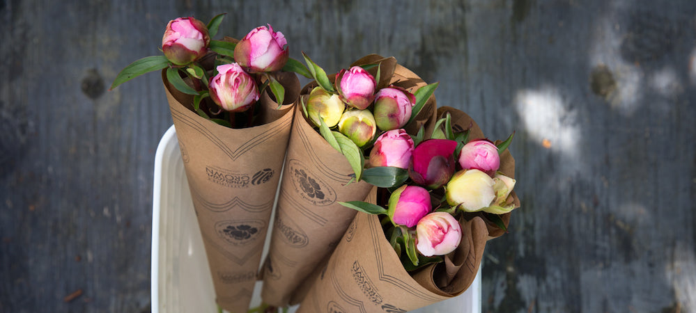 Peony Care