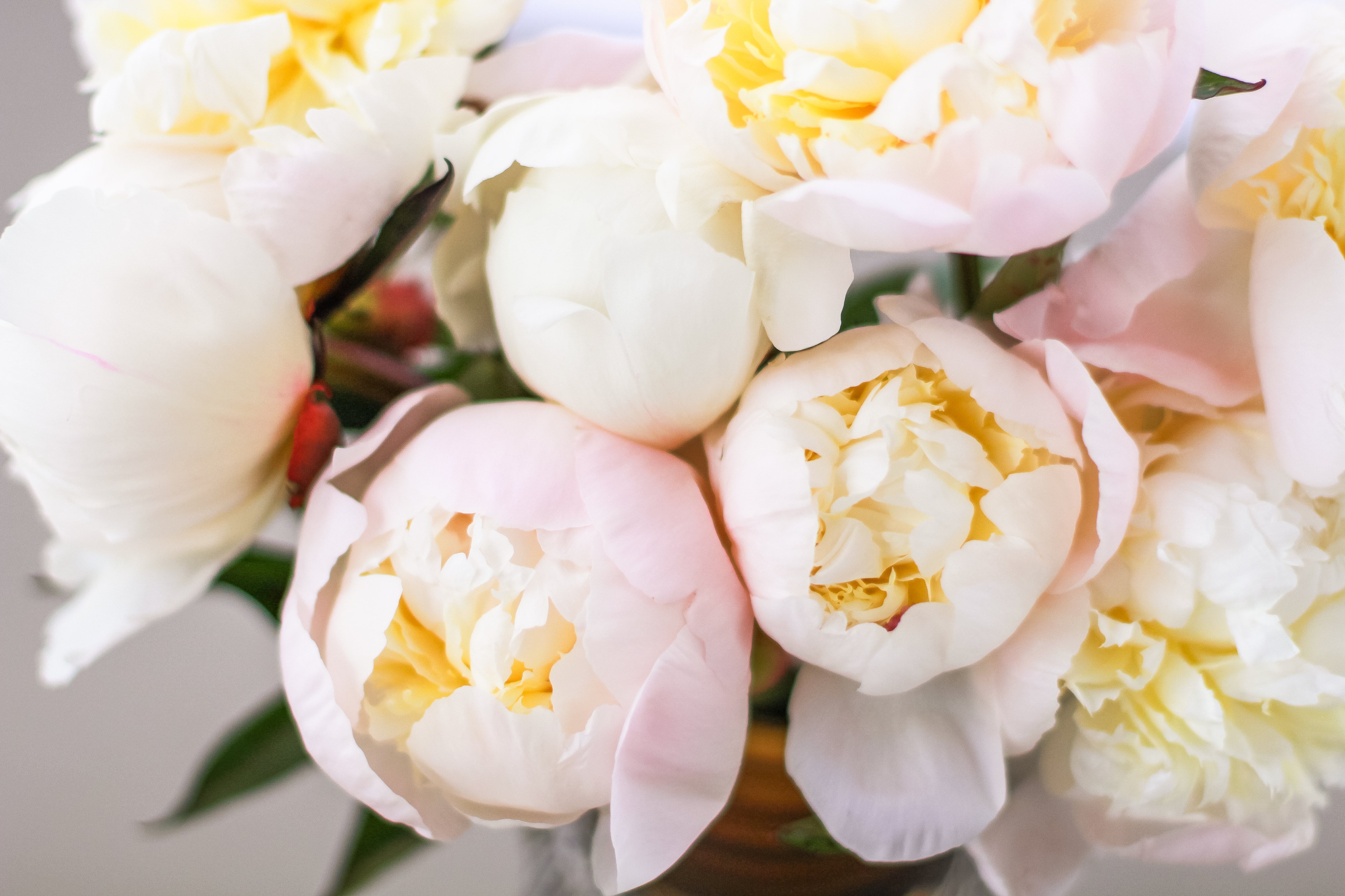 Just Amalia Olson - 25 Stems-Flower Box-Alaska Beauty Peony Coop-Alaska Beauty Peony Coop