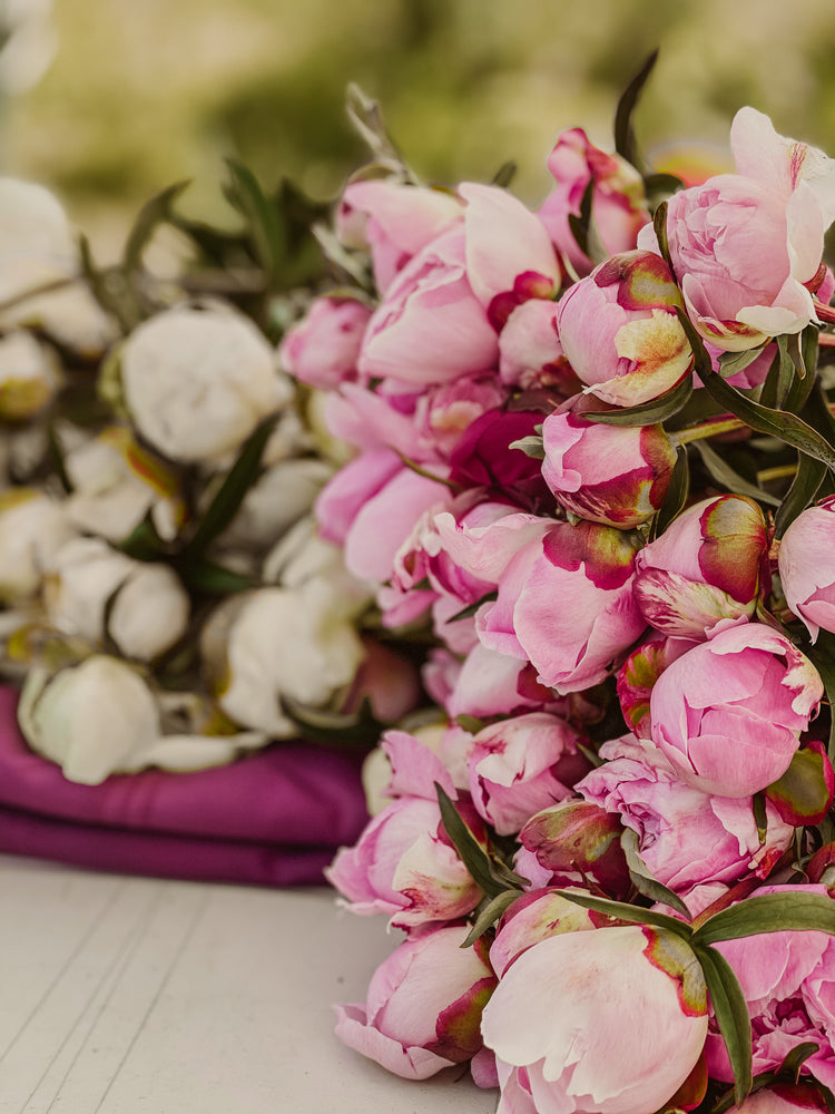 
                  
                    Load image into Gallery viewer, Pastel Petites - 50 Stems
                  
                