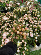 Wholesale Flower Box - 200 Standard Stems-Wholesale-Alaska Beauty Peony Coop-Alaska Beauty Peony Coop