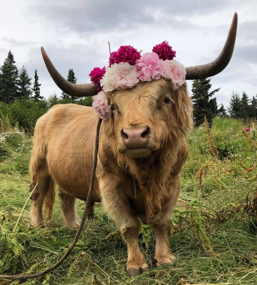 Ripple the Highlander