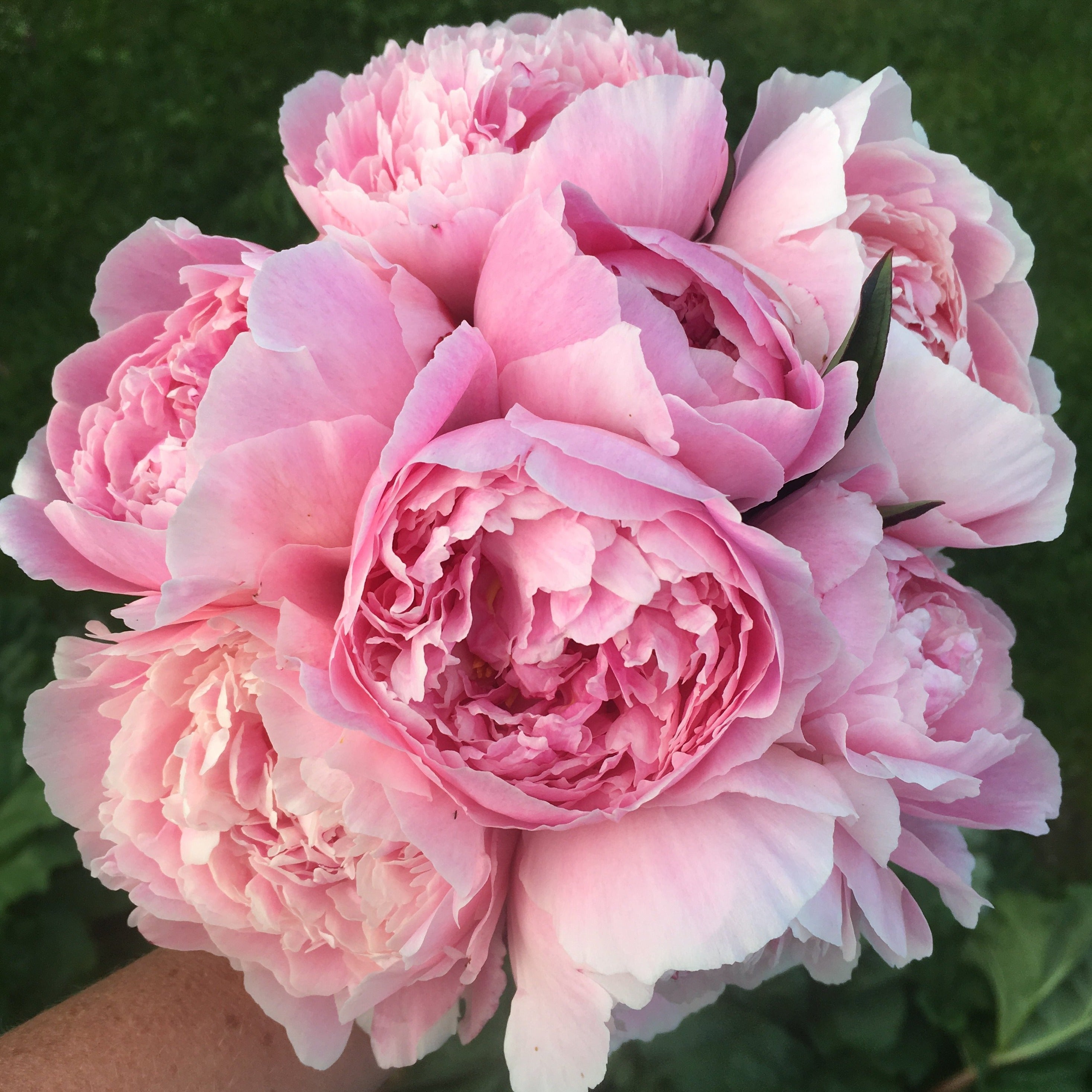 Pastel Petites - 50 Stems-Flower Box-Alaska Beauty Peony Coop-Alaska Beauty Peony Coop