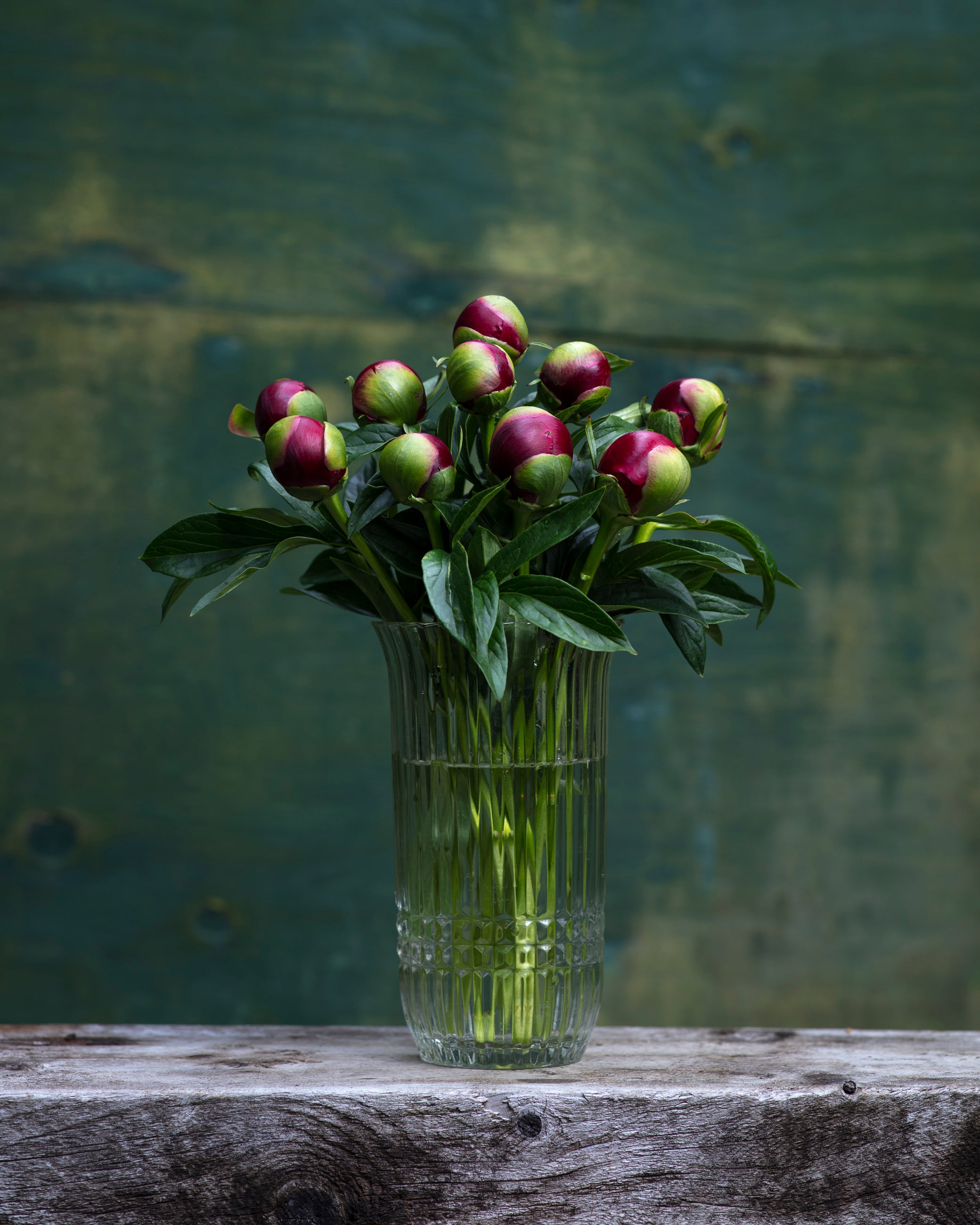 Red Peony Box - 50 Stems-Flower Box-Alaska Beauty Peony Coop-Alaska Beauty Peony Coop