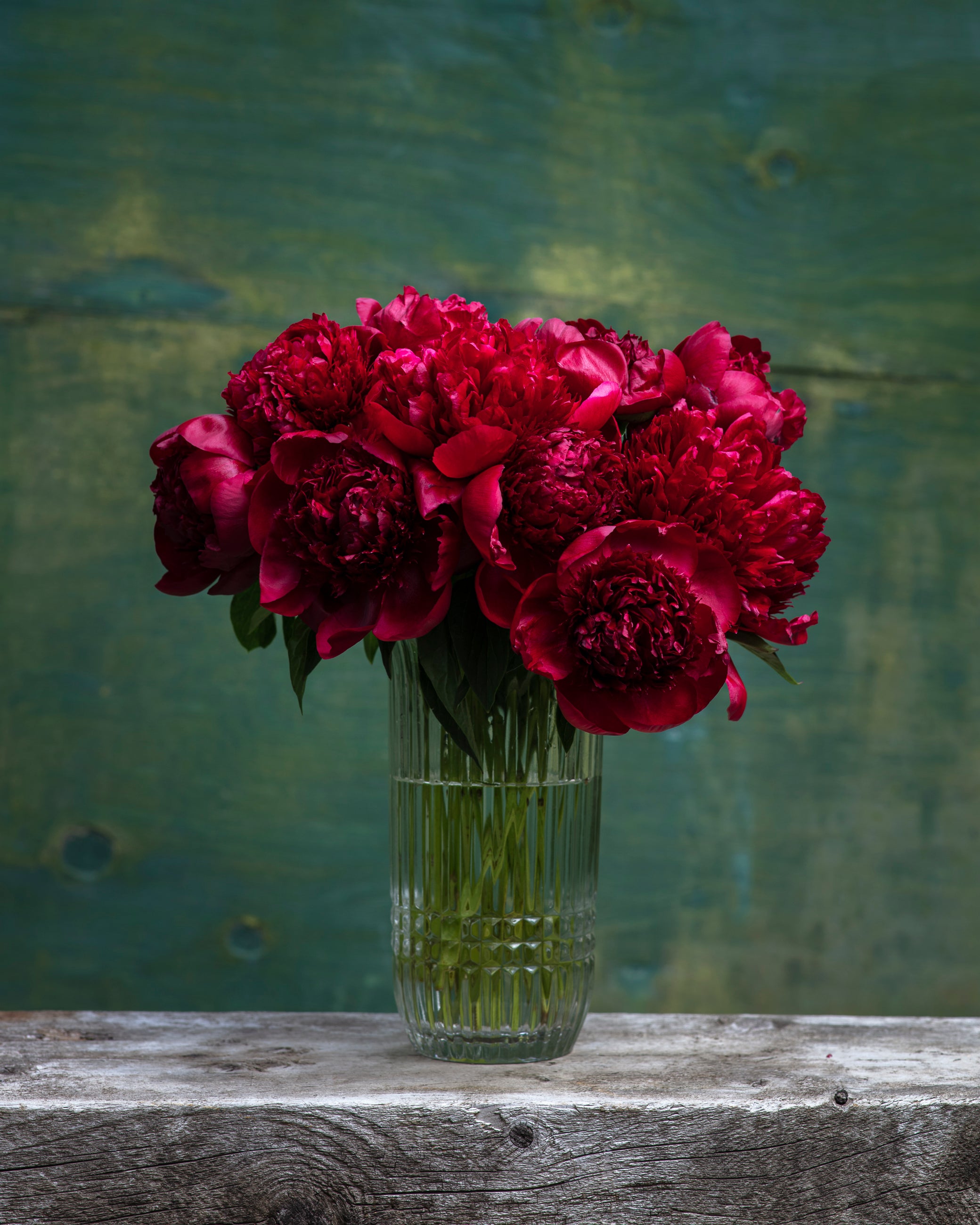 Red Peony Box - 50 Stems-Flower Box-Alaska Beauty Peony Coop-Alaska Beauty Peony Coop