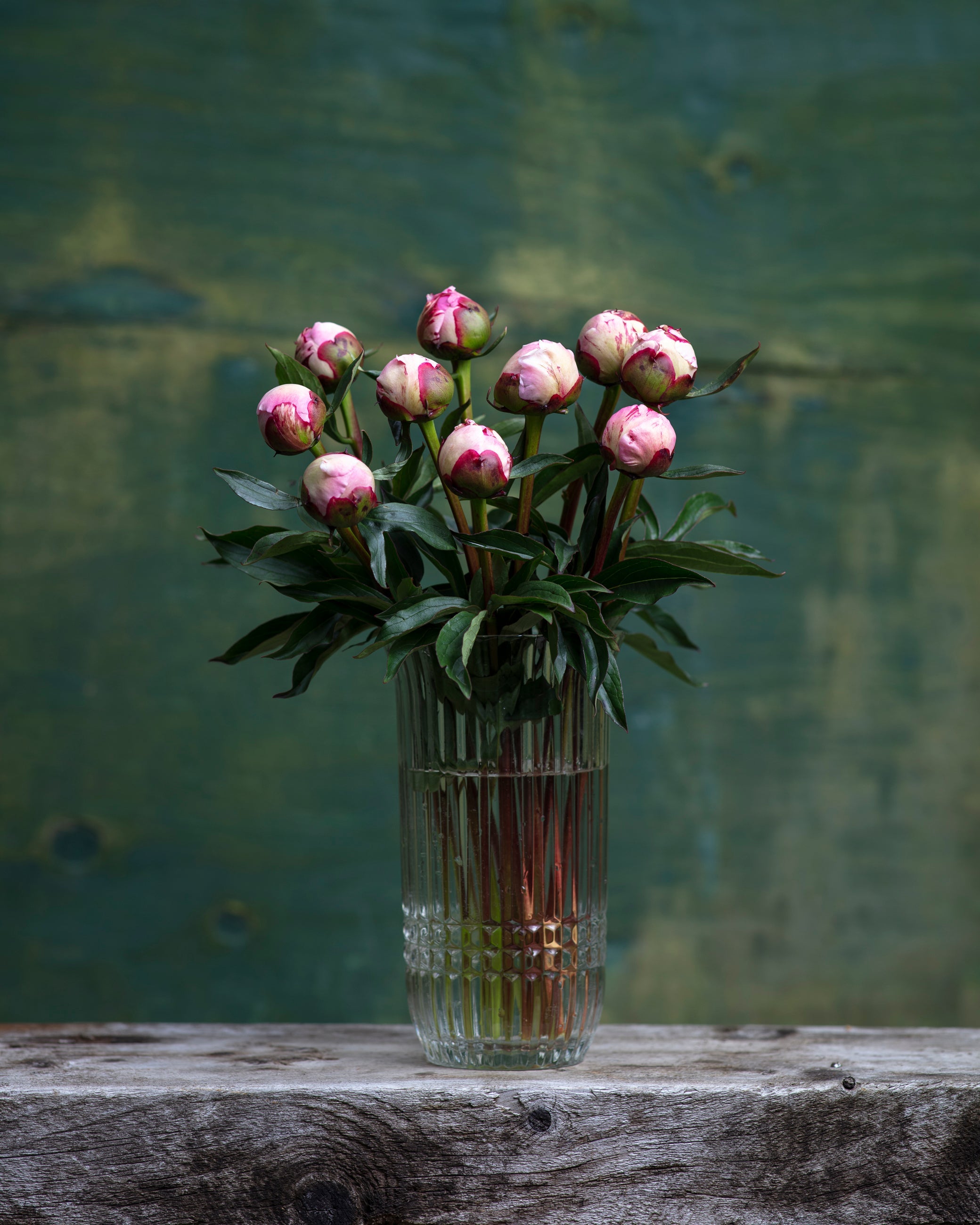 Pink Peony Box - 50 Stems-Flower Box-Alaska Beauty Peony Coop-Alaska Beauty Peony Coop