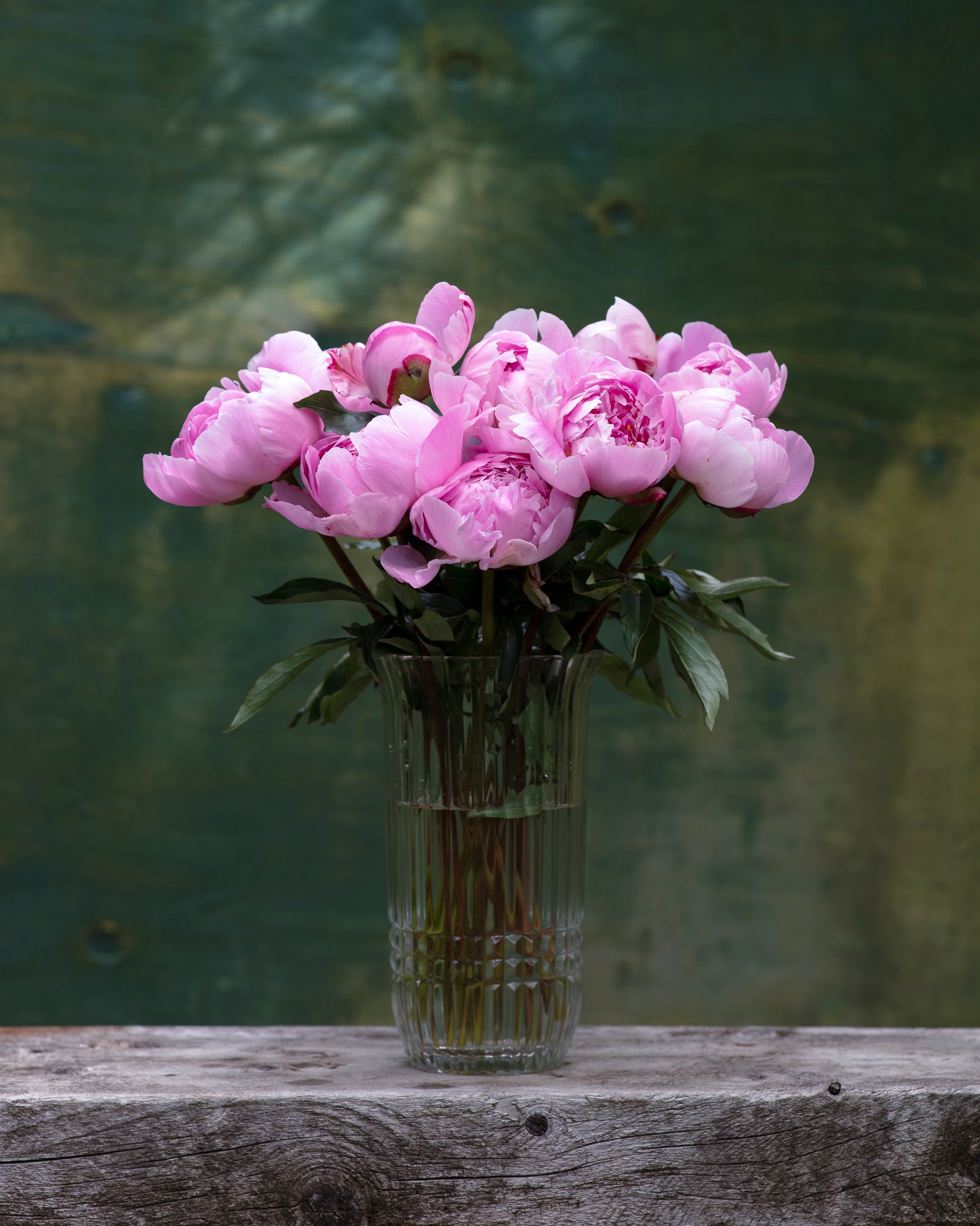Pink Peony Box - 50 Stems-Flower Box-Alaska Beauty Peony Coop-Alaska Beauty Peony Coop