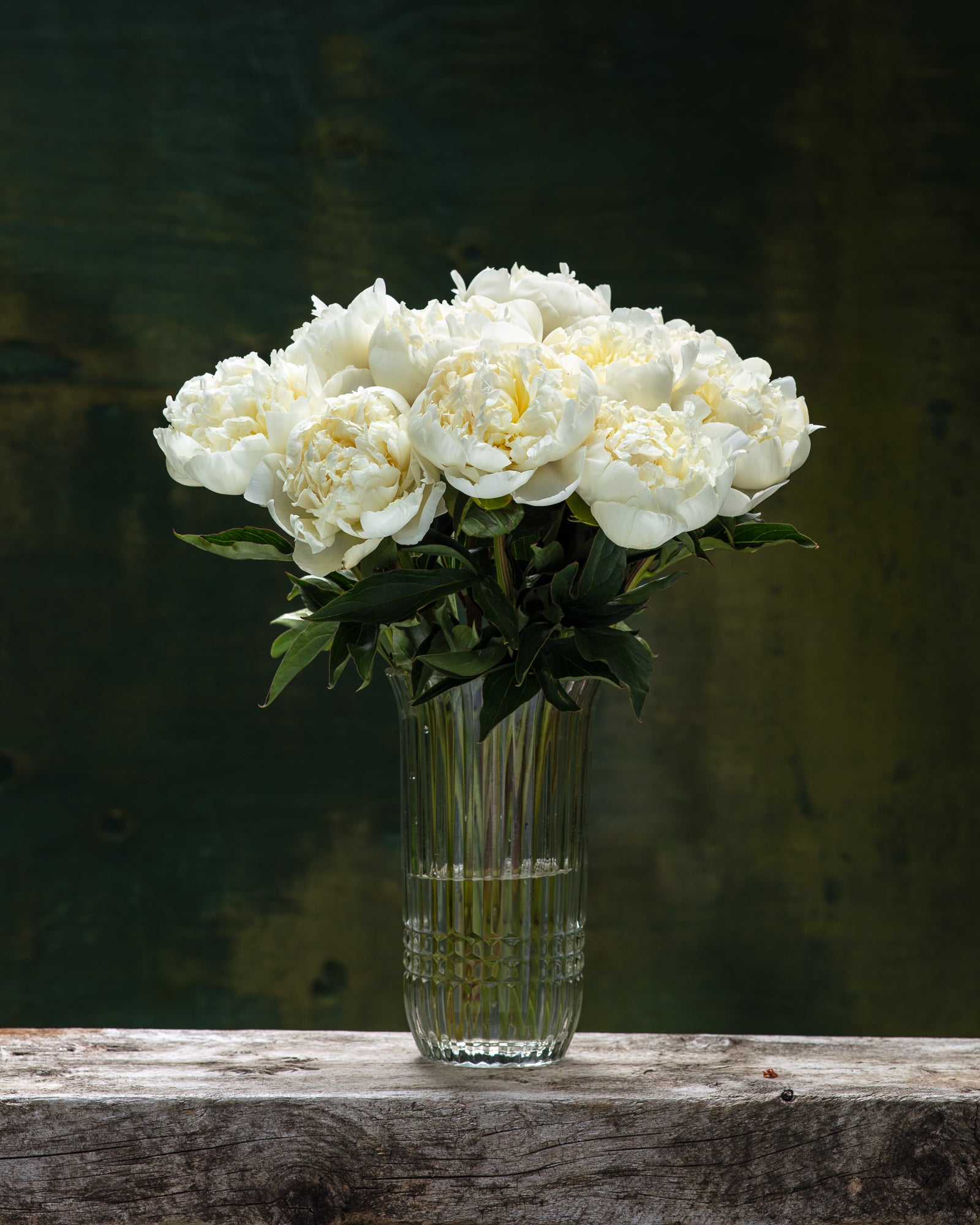 White Peony Box - 50 Stems-Flower Box-Alaska Beauty Peony Coop-Alaska Beauty Peony Coop