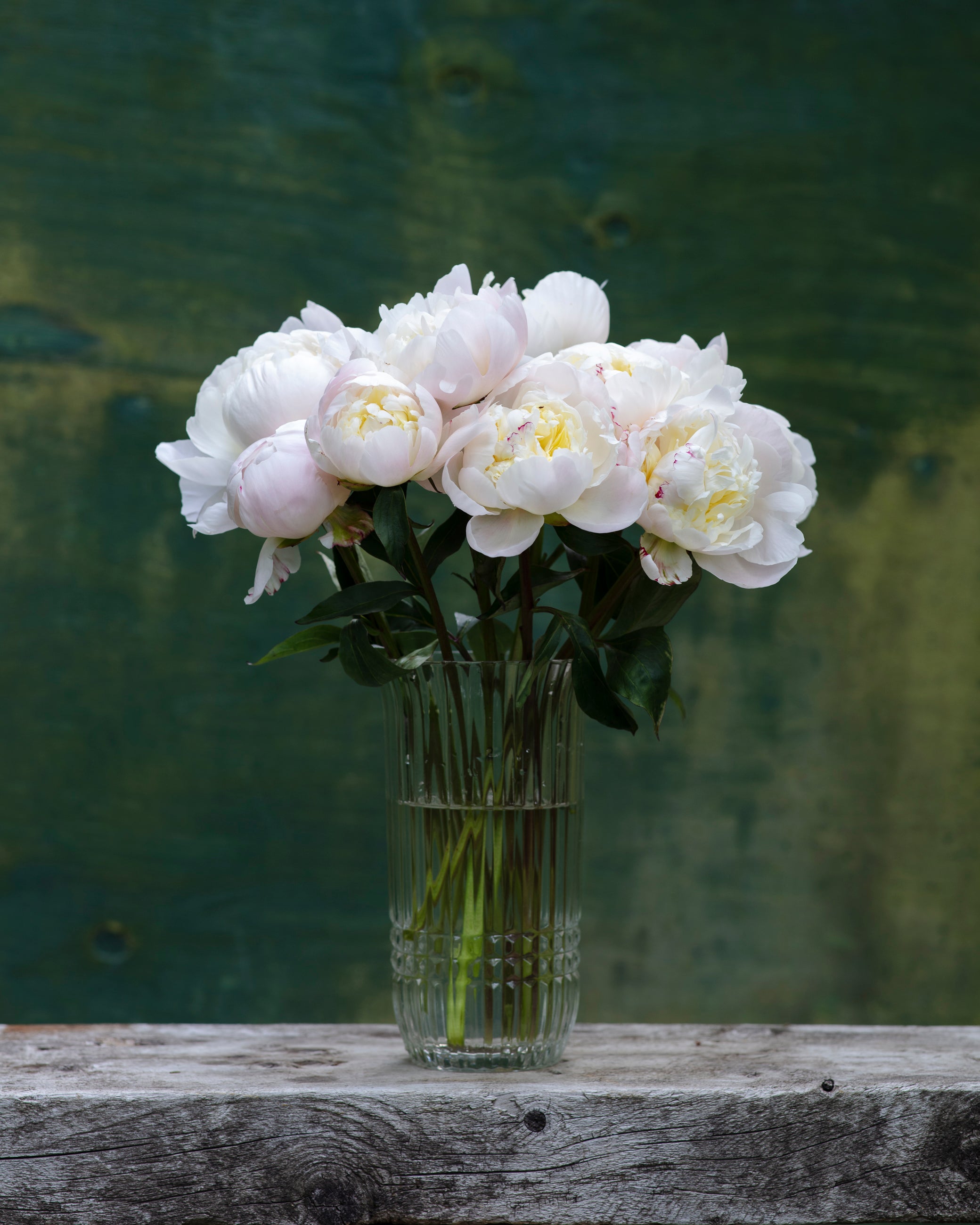 Blush Peony Box - 50 Stems-Flower Box-Alaska Beauty Peony Coop-Alaska Beauty Peony Coop